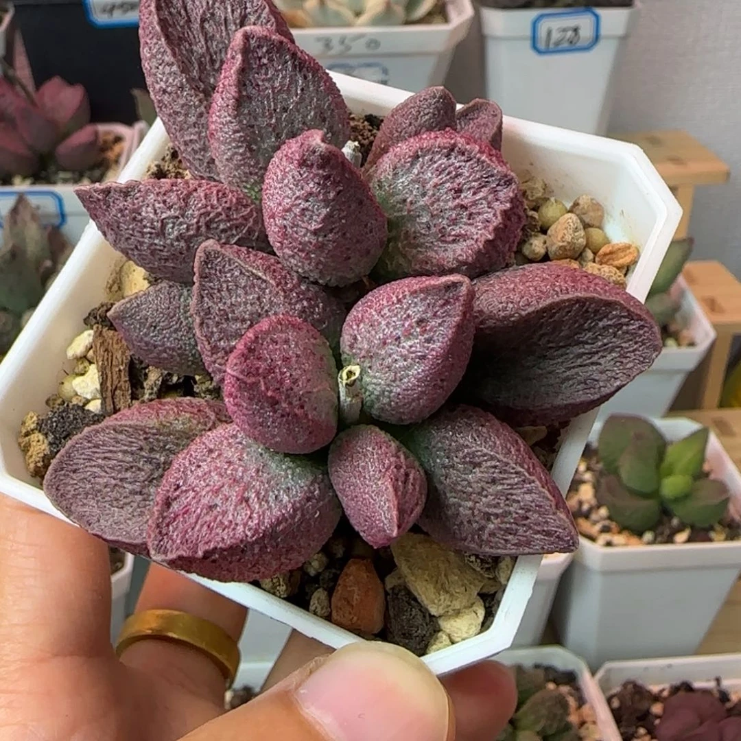 新品水泡，一物一拍