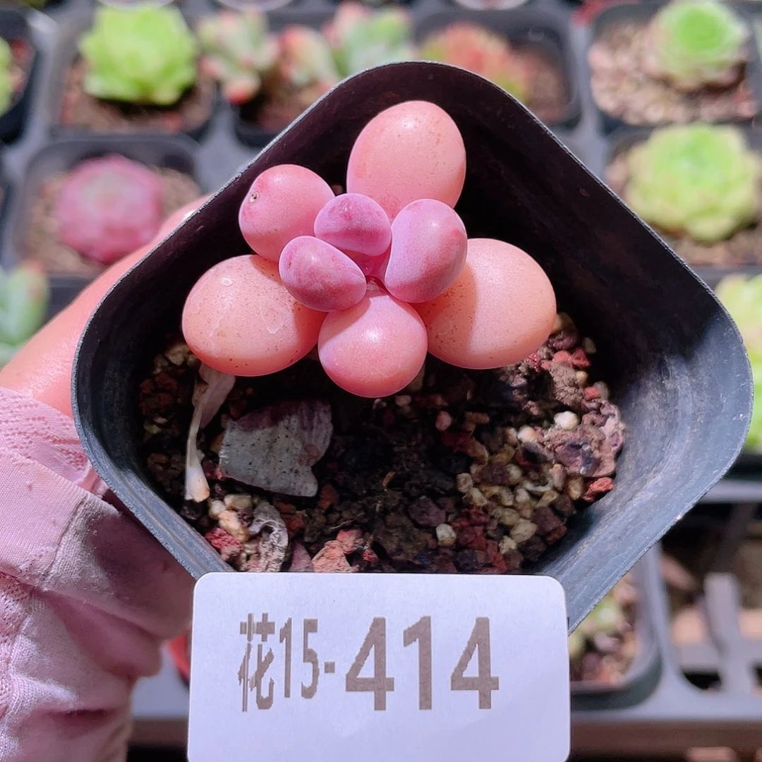 花利美15-414桃蛋