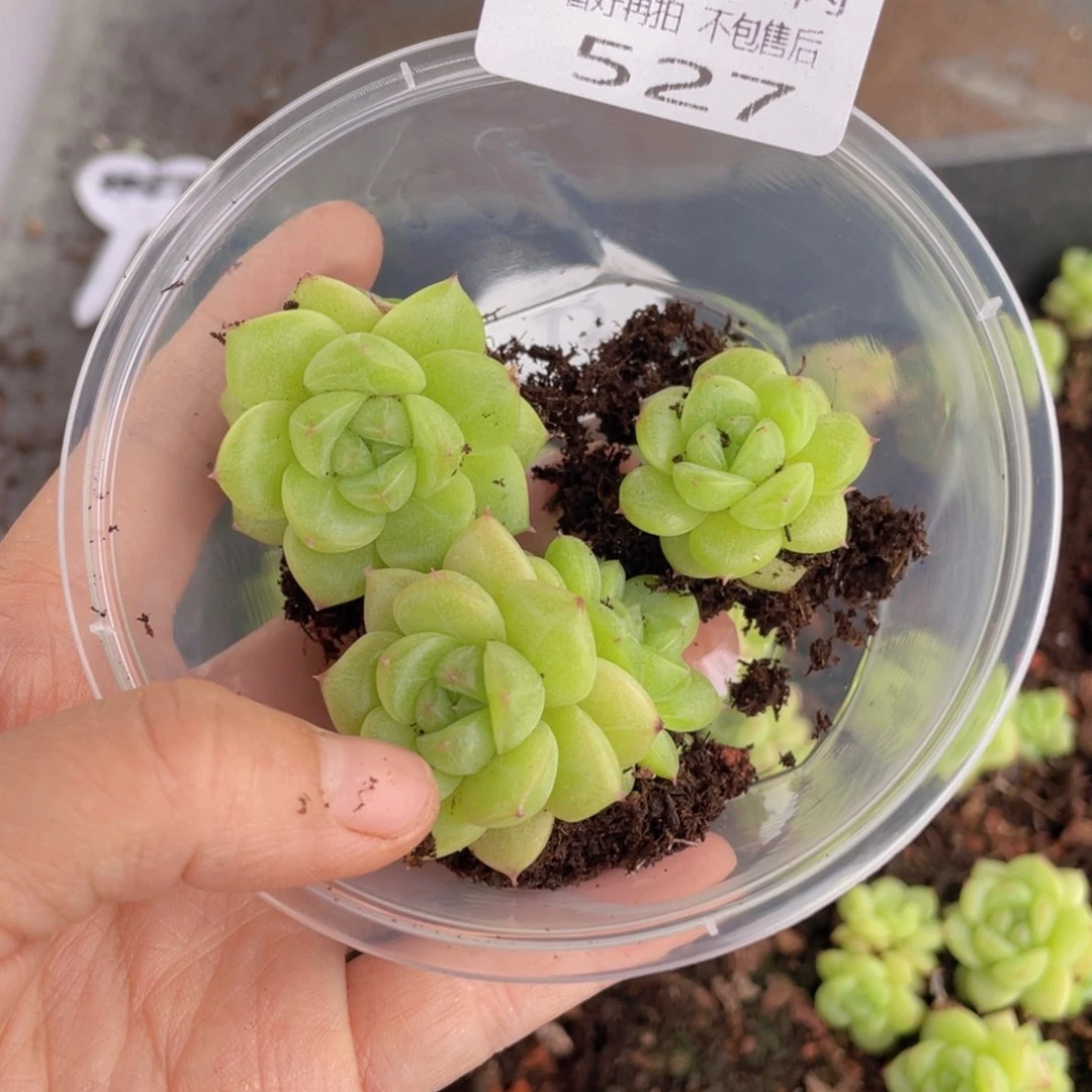 倾*云糖心多肉植物527
