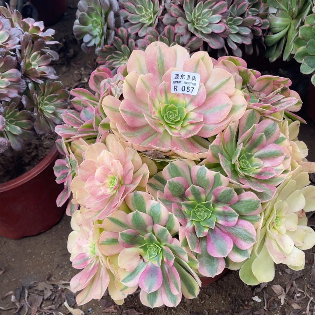 057雨荷多肉法师断枝不包