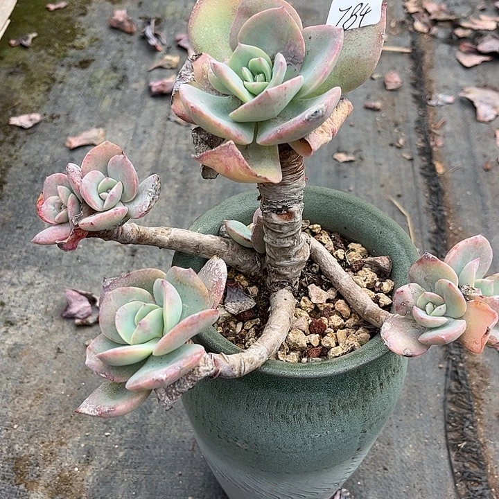 用***1784白凤不售后脱土发货不退不换