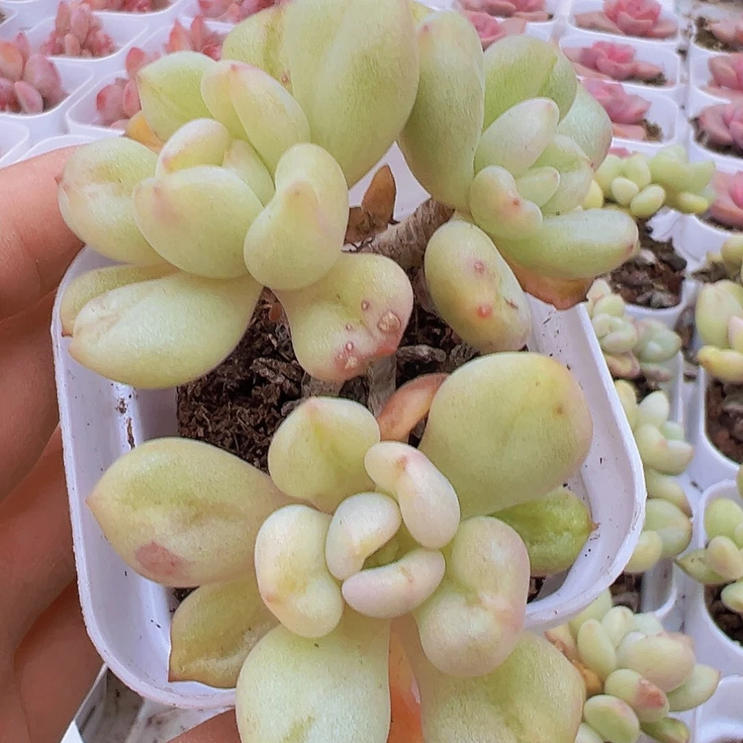 比尔盖茨群19包邮多肉