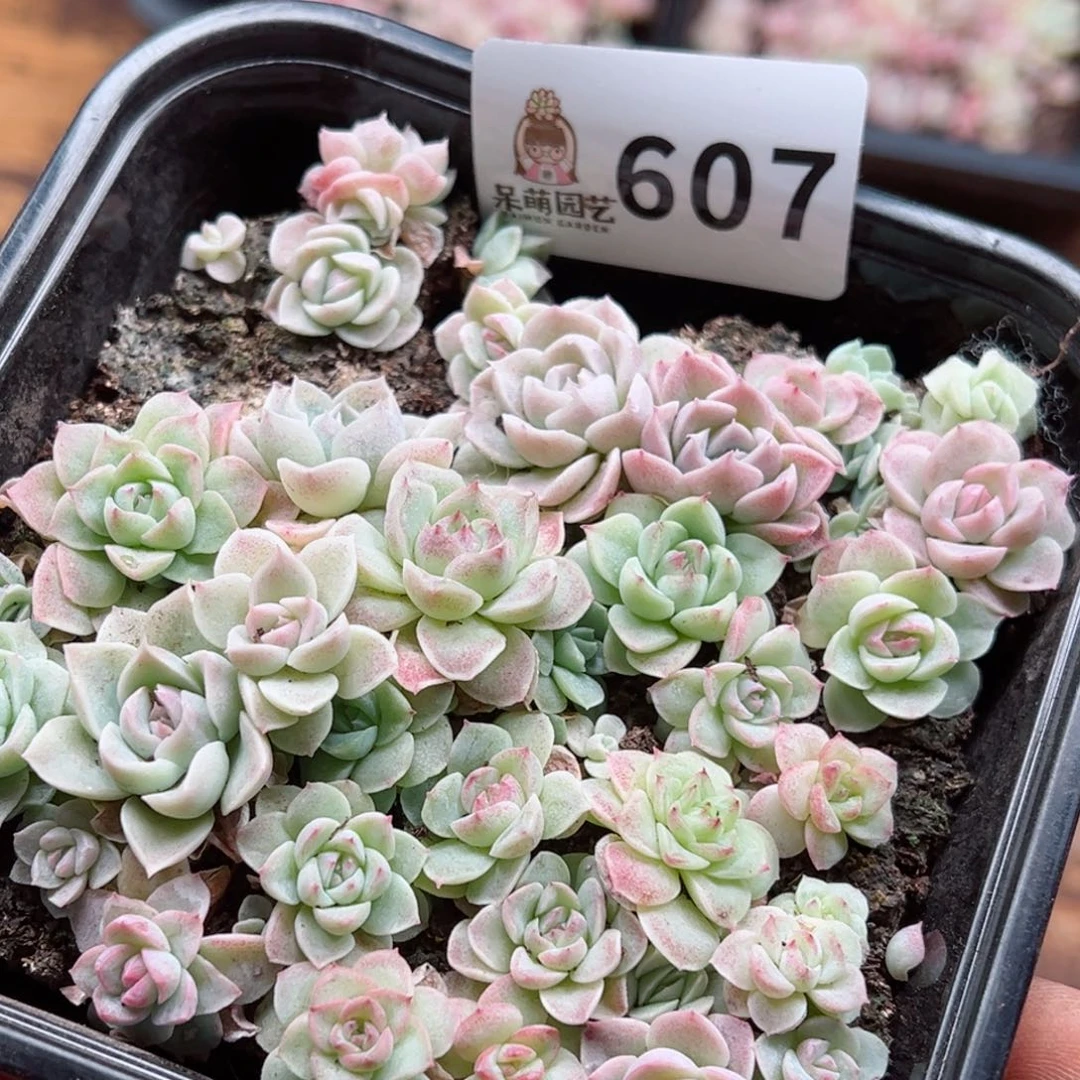 多肉植物多肉植物