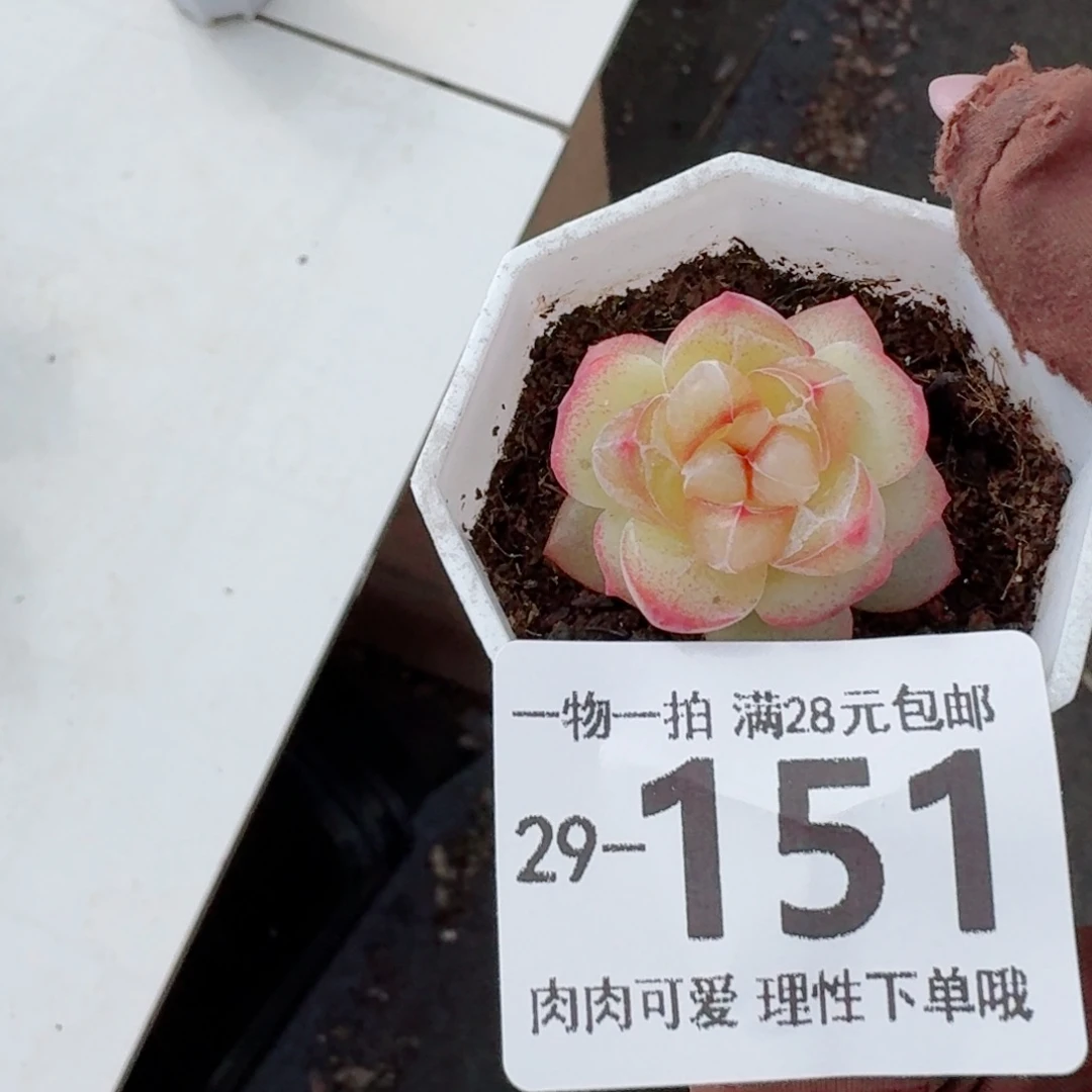 恶魔之泪无盆土发货无盆