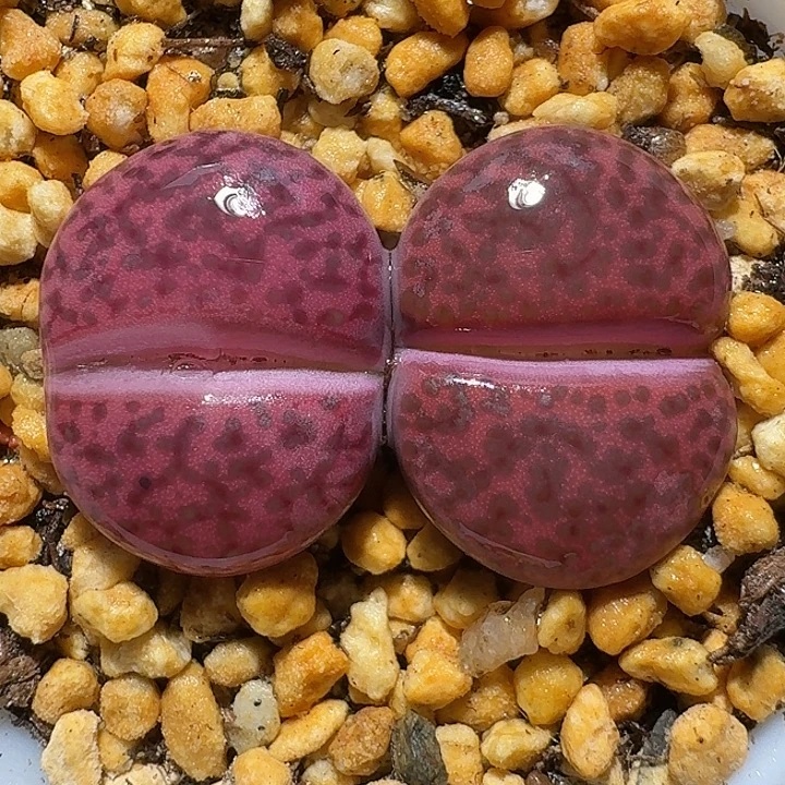 生石花122211。  178
