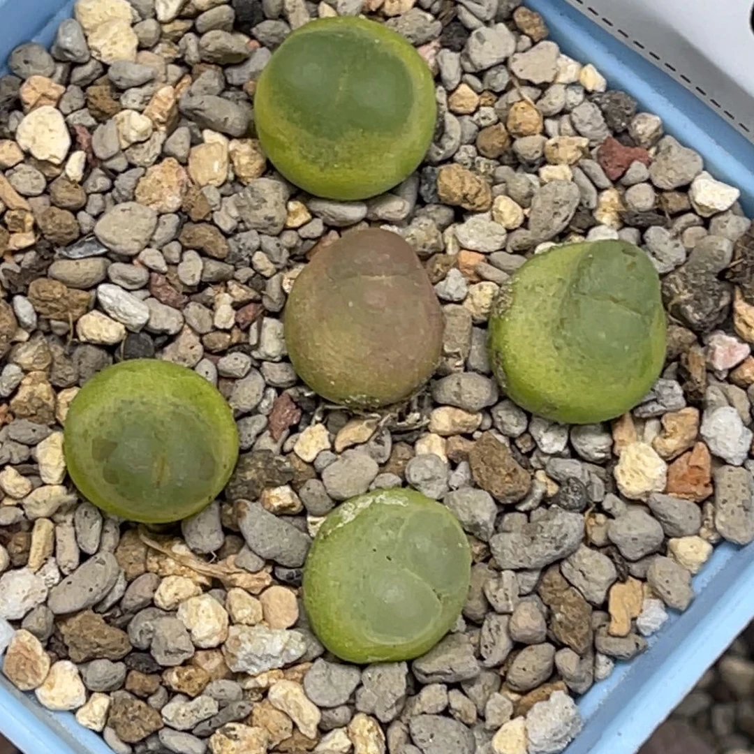 3504拉登5颗尺寸1.2