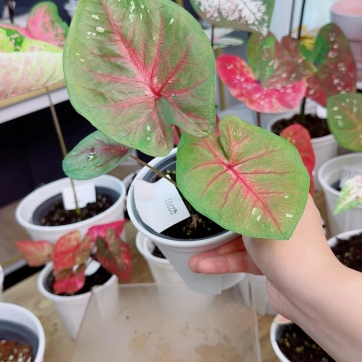 无花朵海王小苗Q2311