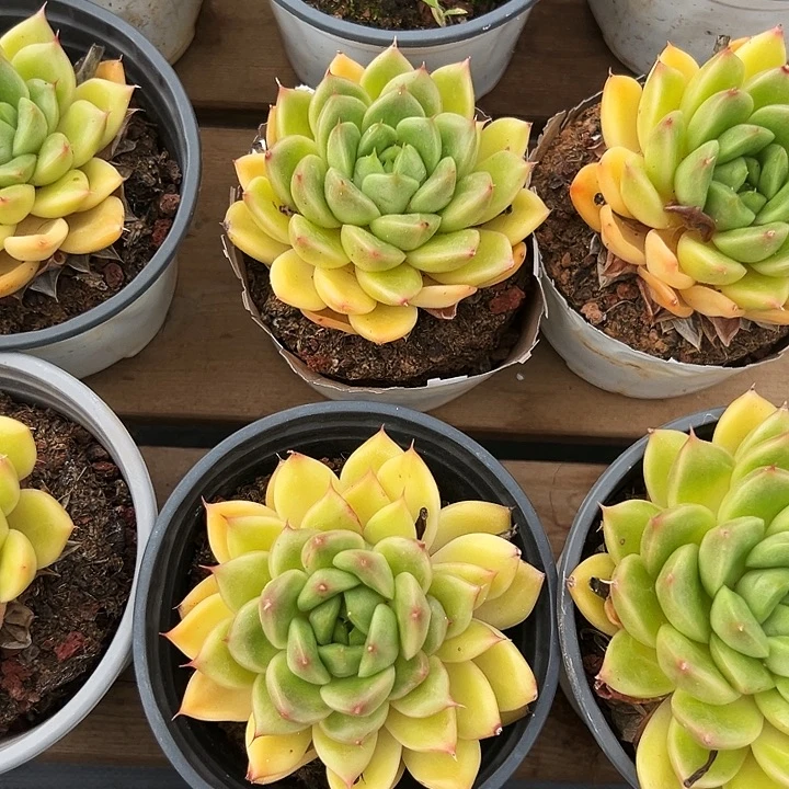 单头春春珍妮  福利多多