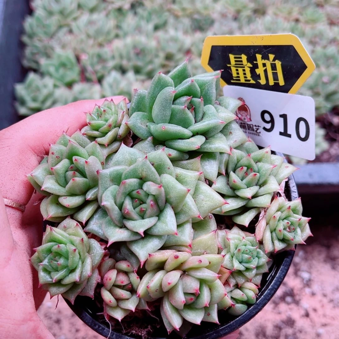 当前无花朵，栽培后可花朵