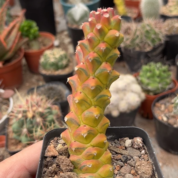 将军阁锦一物一拍自根