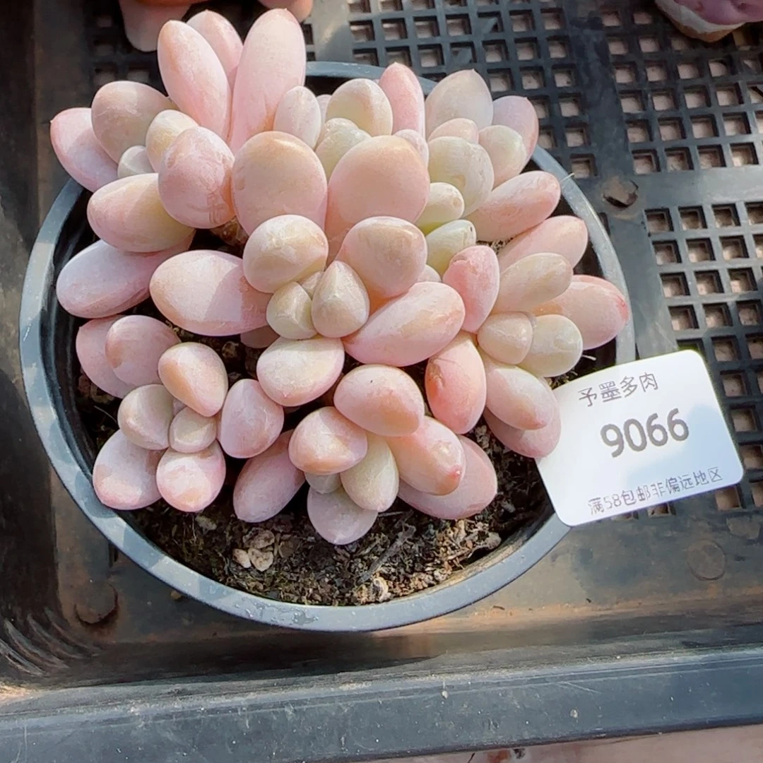 香玉，9066多肉植物