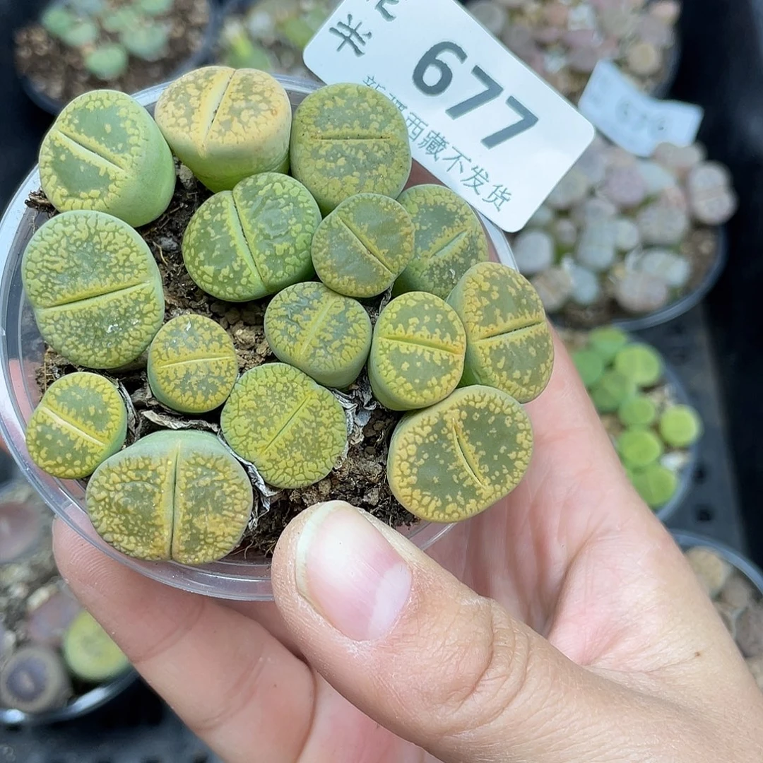 6770000花花花花花花花花