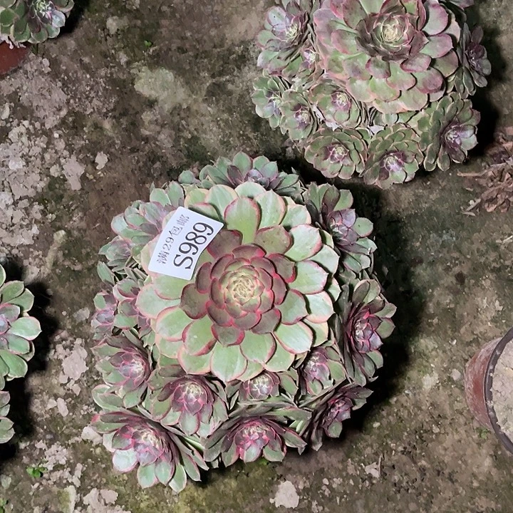 989万花筒多肉植物