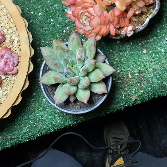 h****版170//////////////