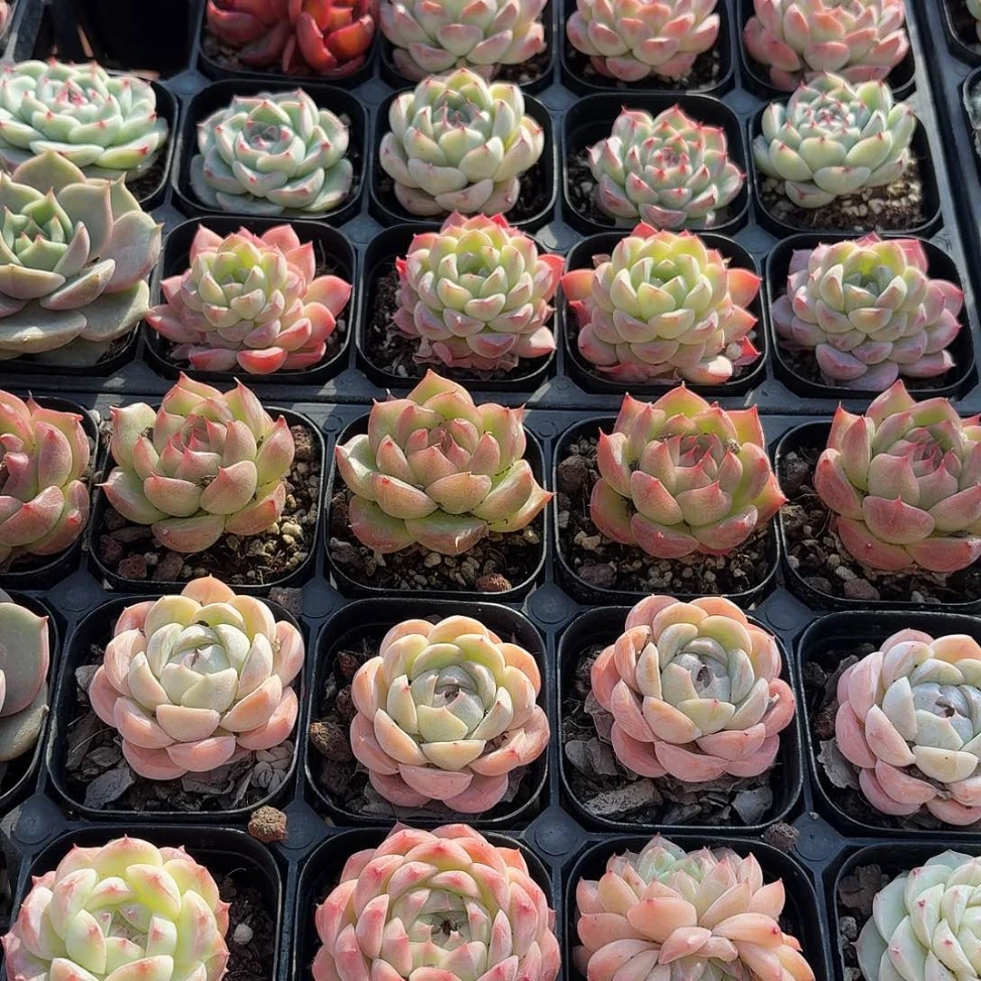 多肉6.5㎝盆4颗一组随机