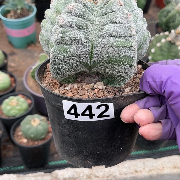 当前无花朵，栽培后可花朵Y****N