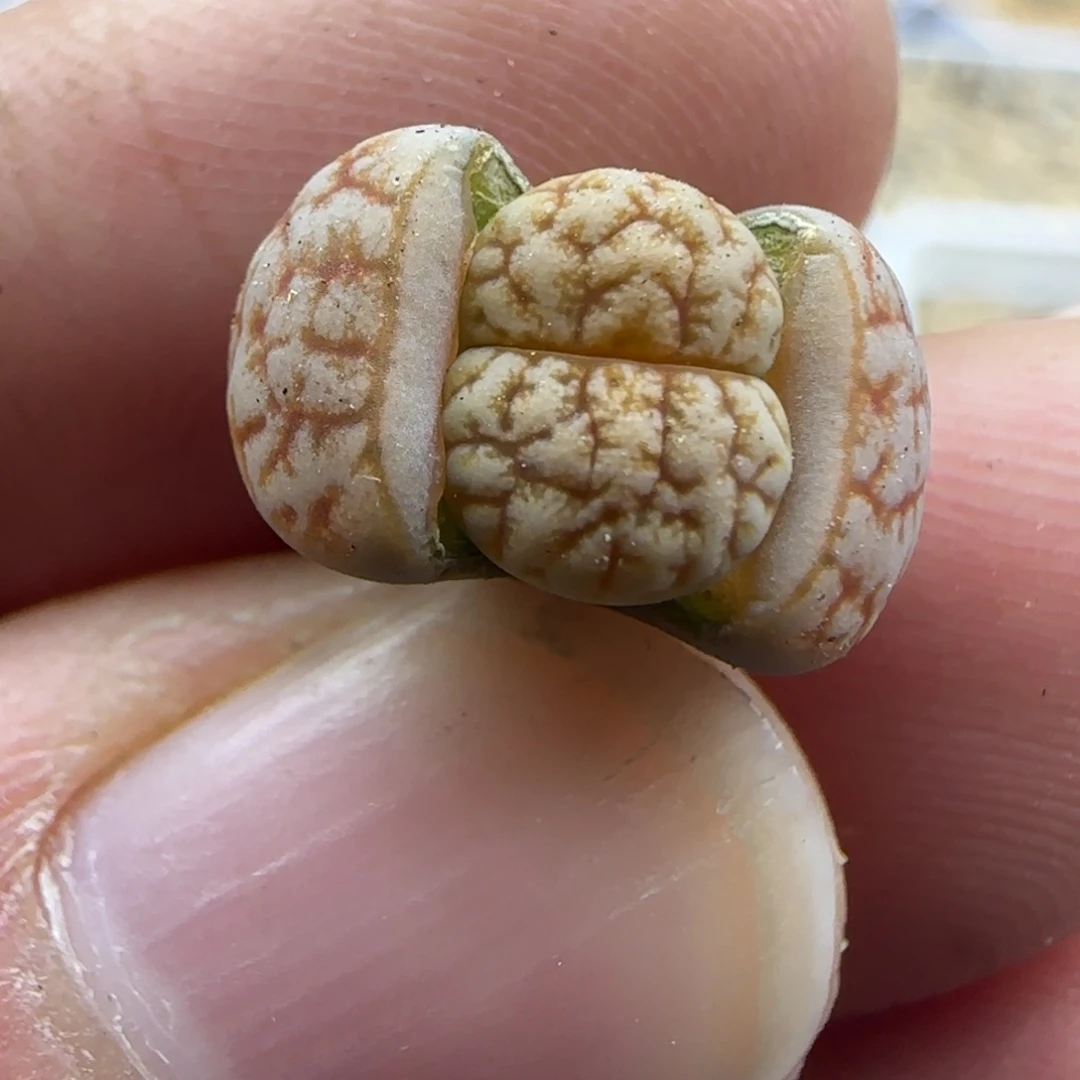 132拿铁189 清框福利30包邮