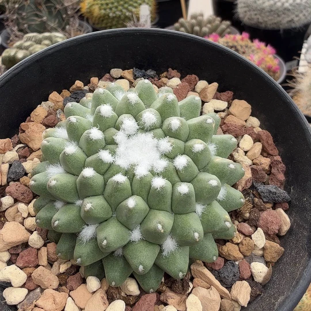 实生雪糕脱土发货