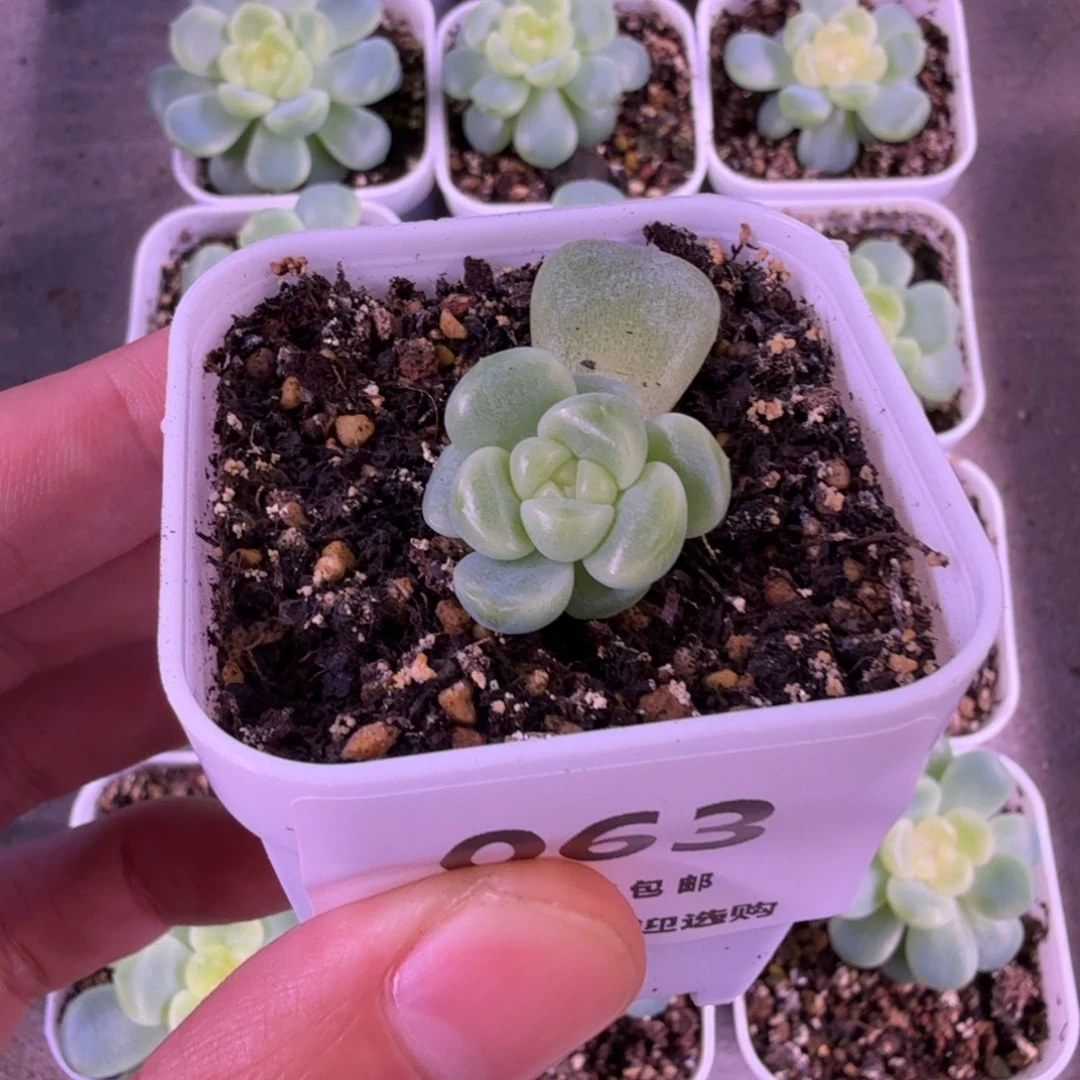 心***辰童话叶插一物一拍063