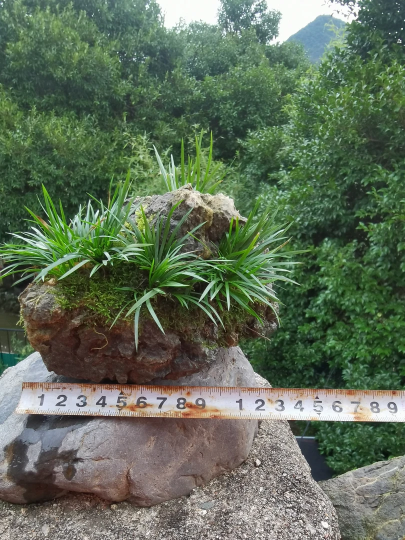 天然英德石金钱菖蒲龙鳞水杨梅春羽附石盆景适合室内绿植盆栽