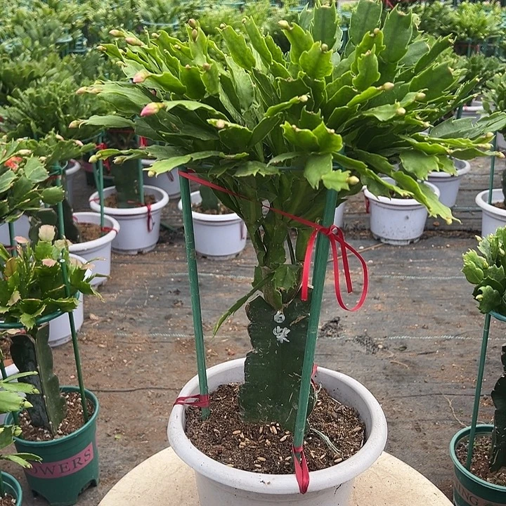 白盆双色尾号5200