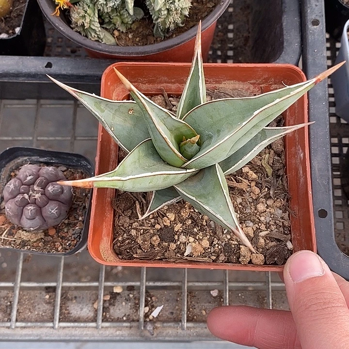 开播前我就在想这是