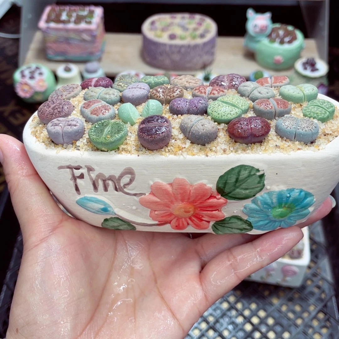 w3318 开播福利 带盆土发货一物一拍