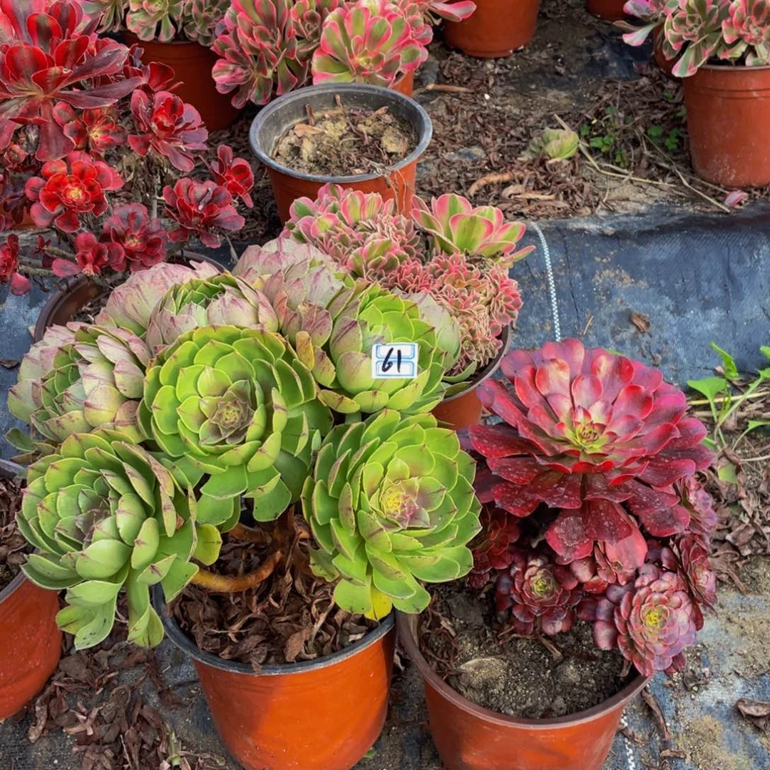 一对不包断枝有疤61