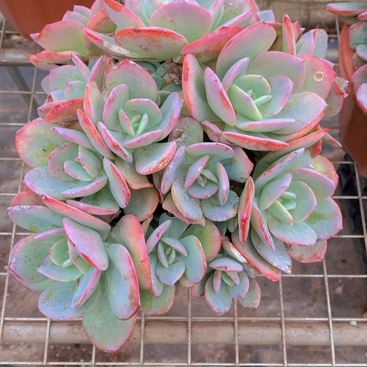 无花朵爱*肉多肉植物255566