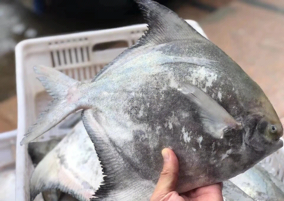 深海野生齐鲳鱼 新鲜美味