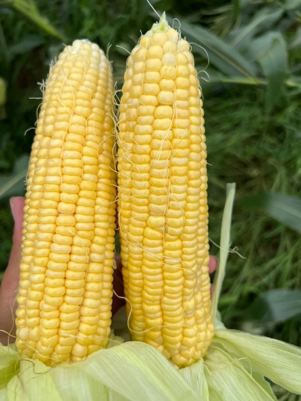 江西新鲜可生吃甜脆水果玉米当季现砍饱满多汁
