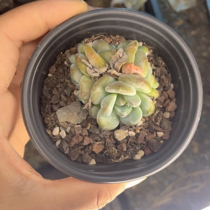 星影群随机发满18包邮