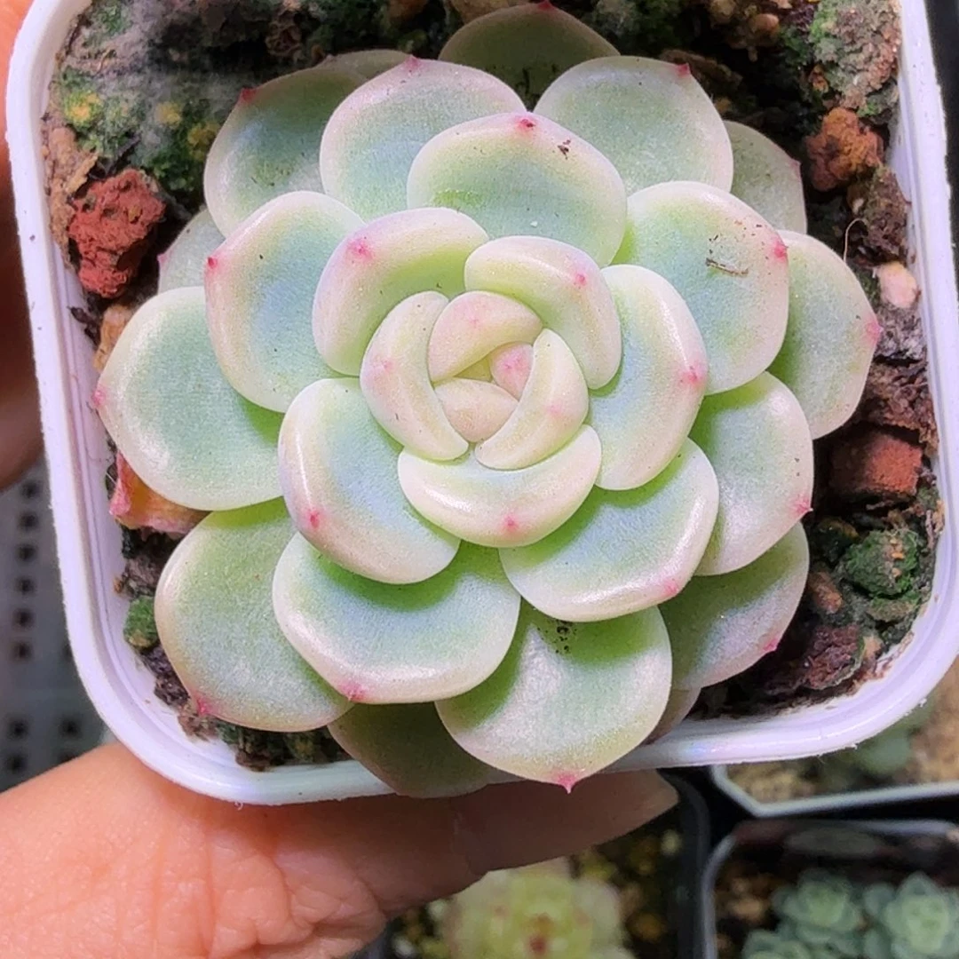 童话甜心多肉植物单头