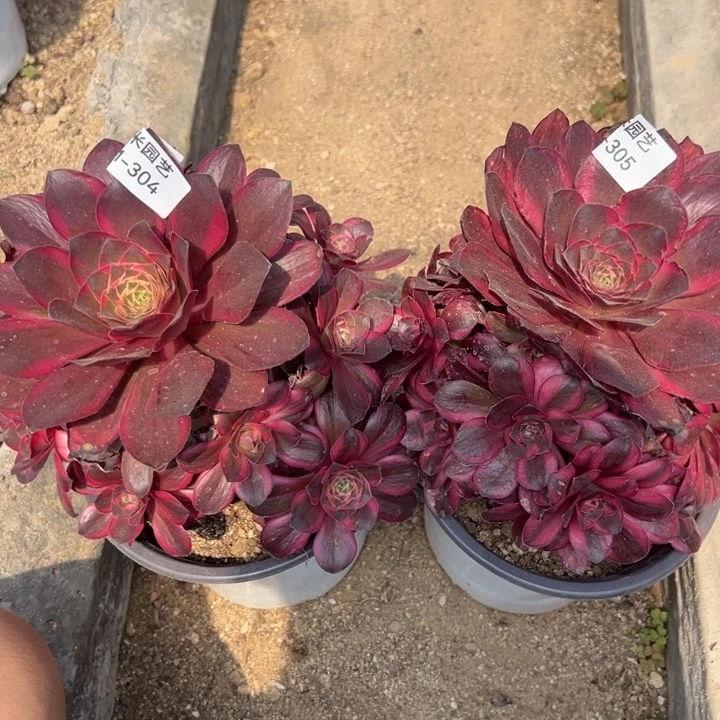 无**求纳福两颗多肉植物304-05