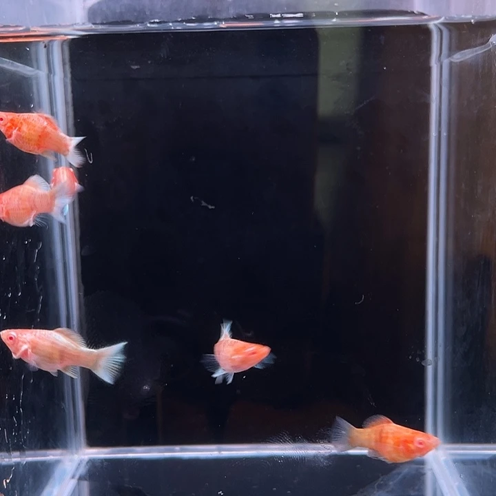 孔雀鱼巧克力苗4条