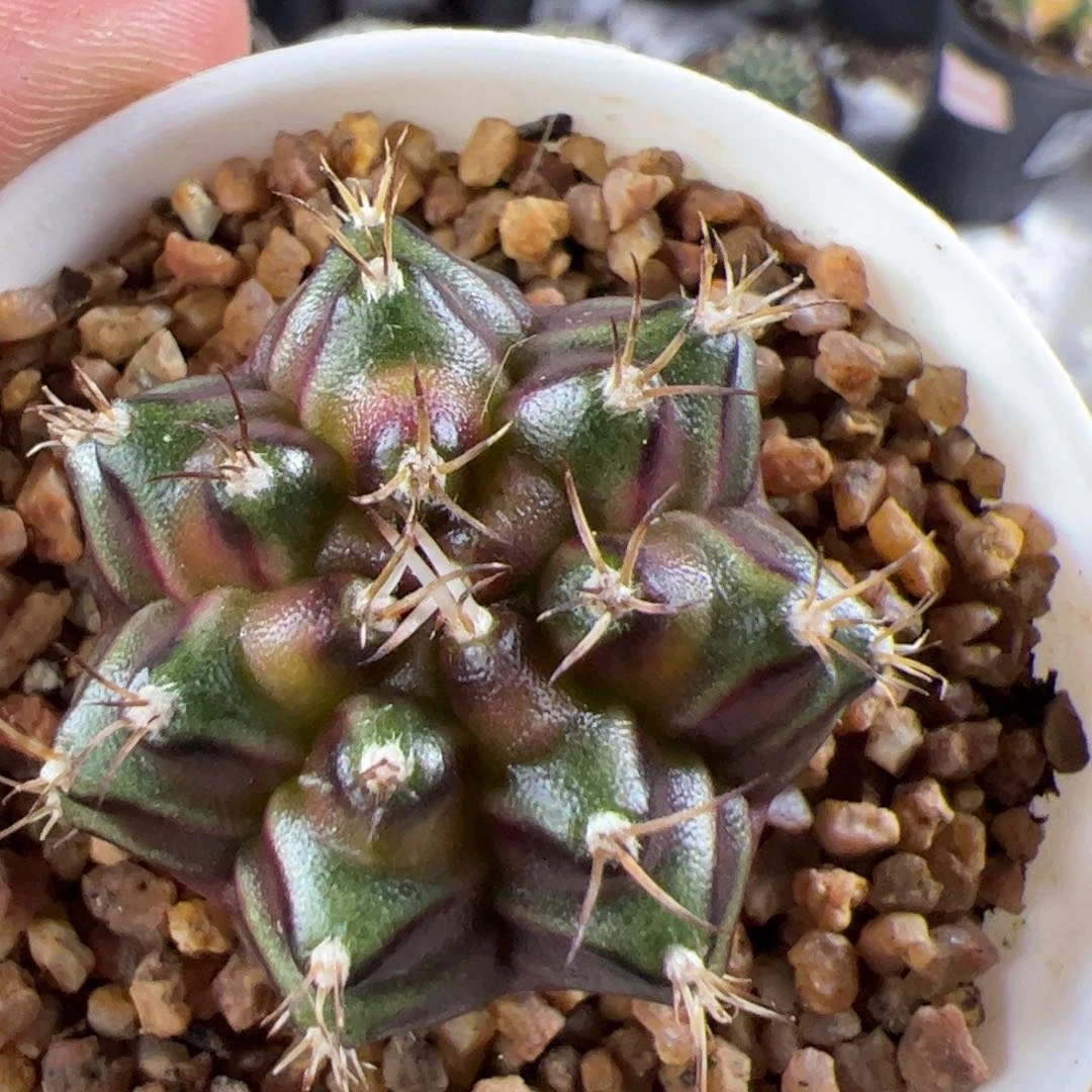 老***打当前无花栽培后可以开花41