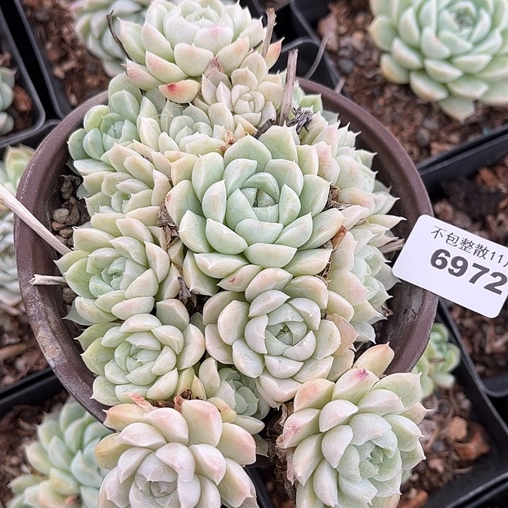 阿雅园艺。       6972白月影