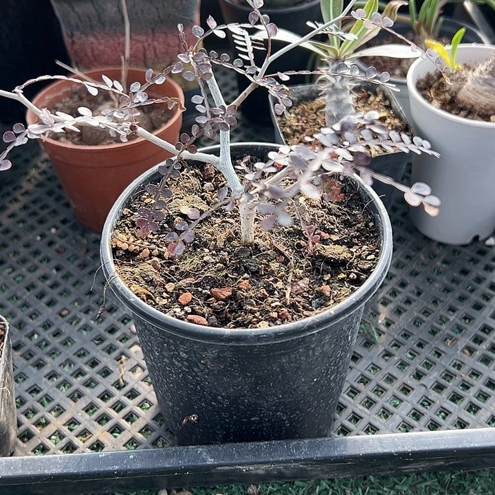 漆树，一物一拍，带盆