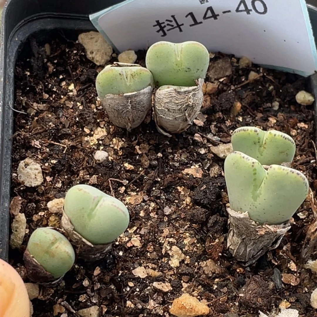 14-40将多肉植物肉锥