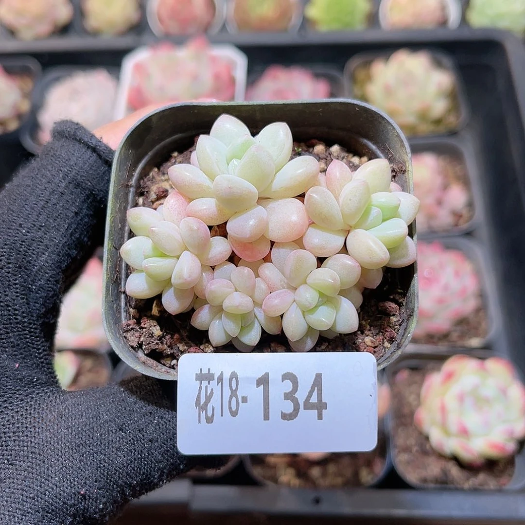 花18-134泡泡糖群生