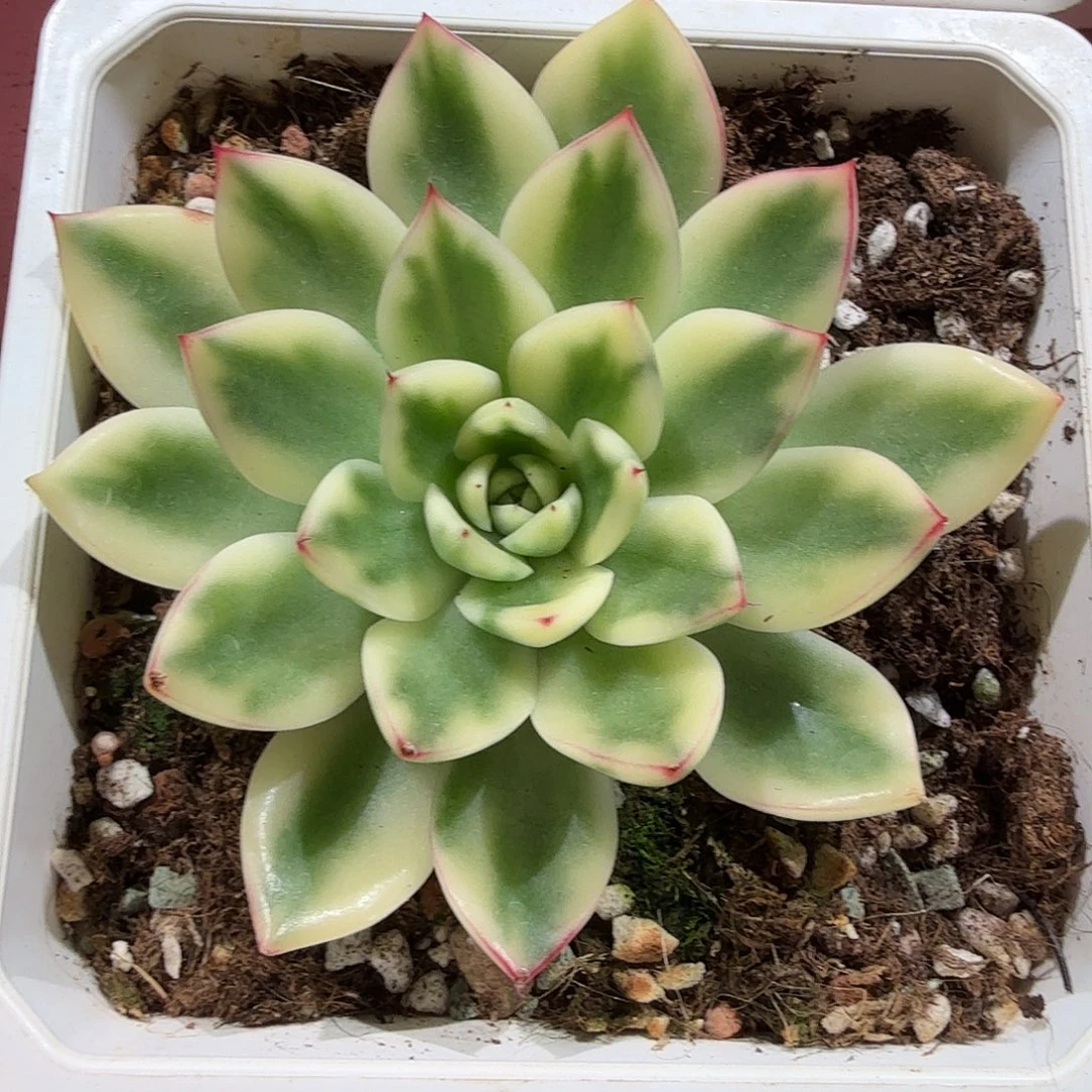 阿斯娜锦，多肉植物