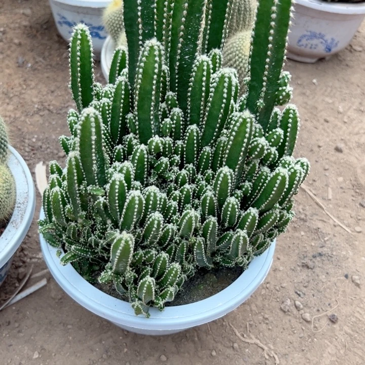 花***，恭喜发财。