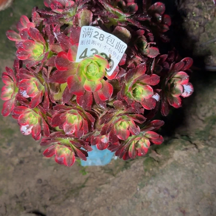 4329安娜多肉植物