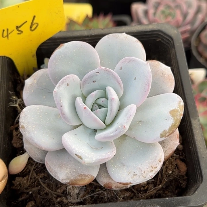 圆叶韩版奶茶惊鸿一物一拍包装收缩花旱