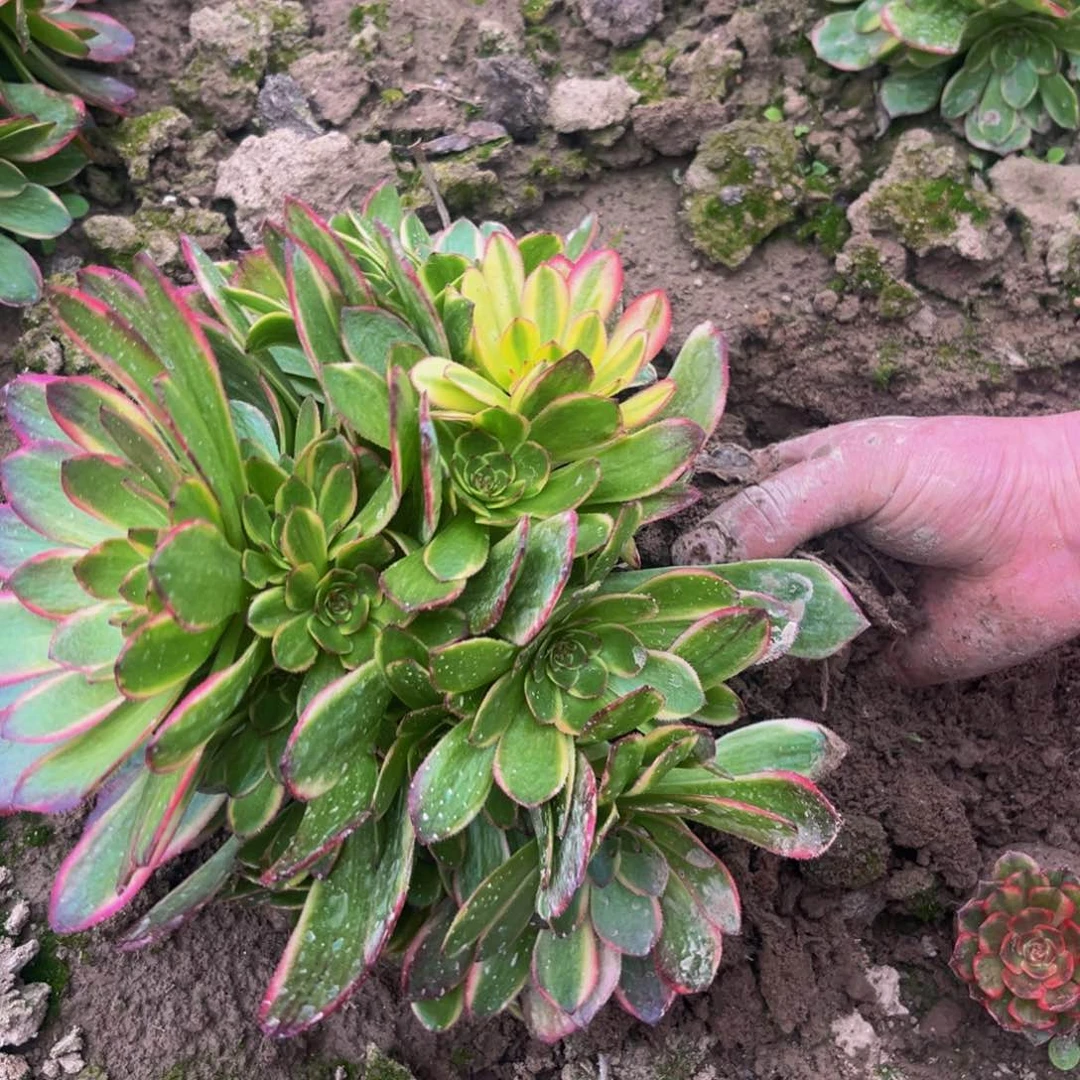 菲娜多肉植物捧花的