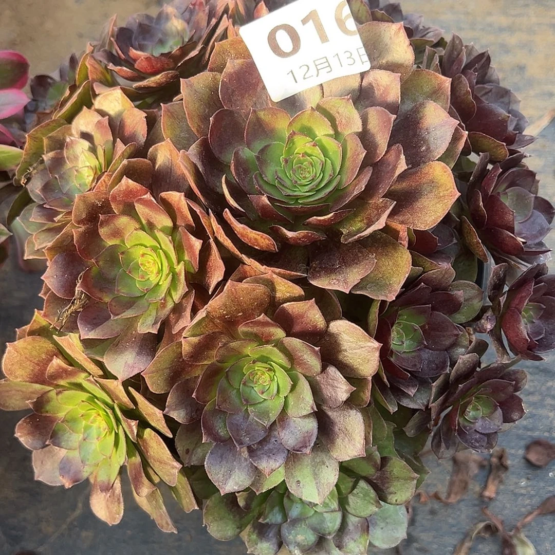 12.13-16黑魔多肉植物