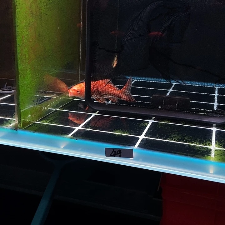蝴蝶鲤请***仔49号蝴蝶鲤