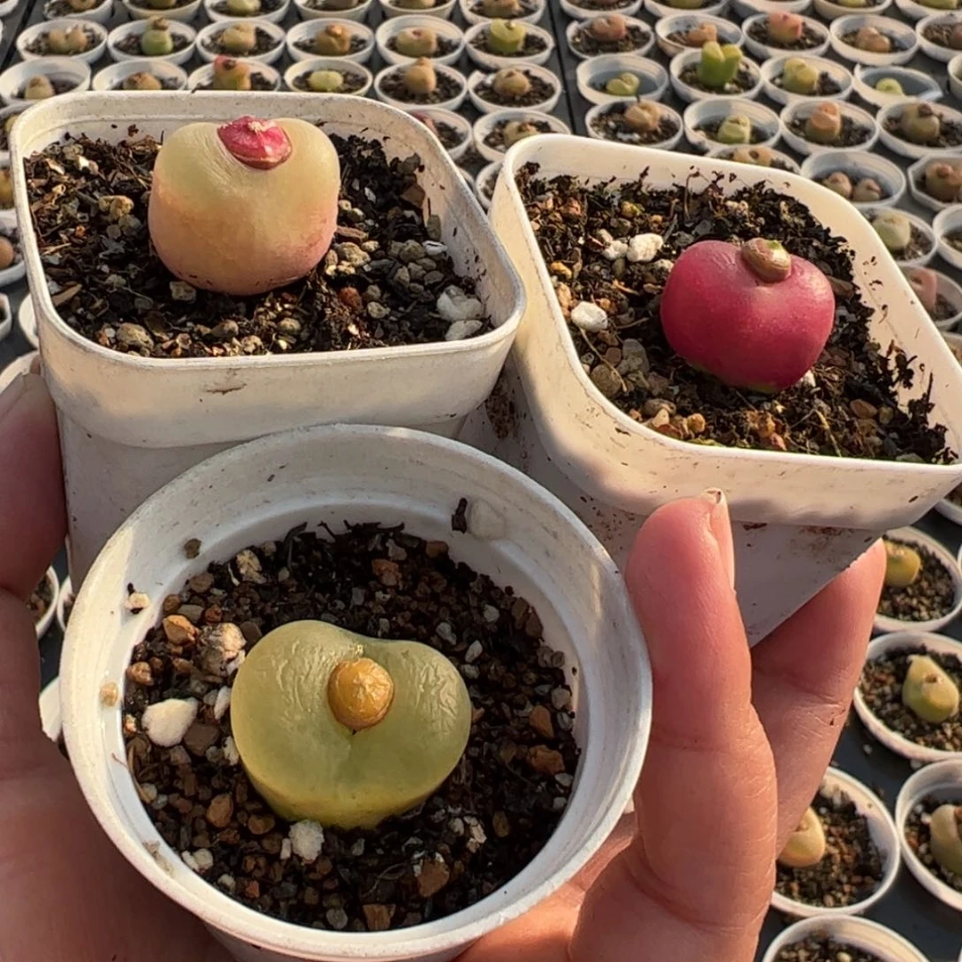 742多肉植物百科