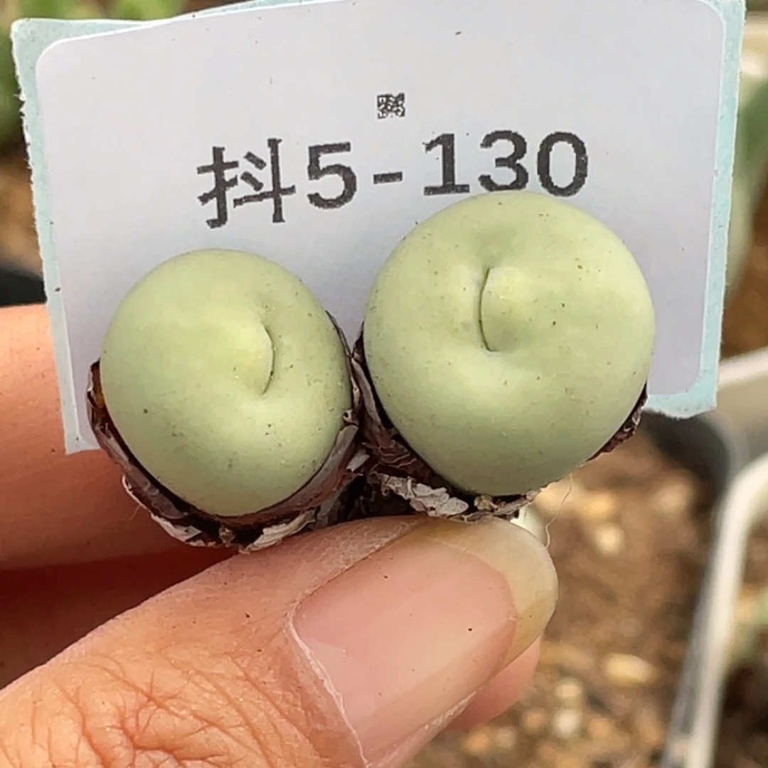 留***白5-130肉锥多肉植物