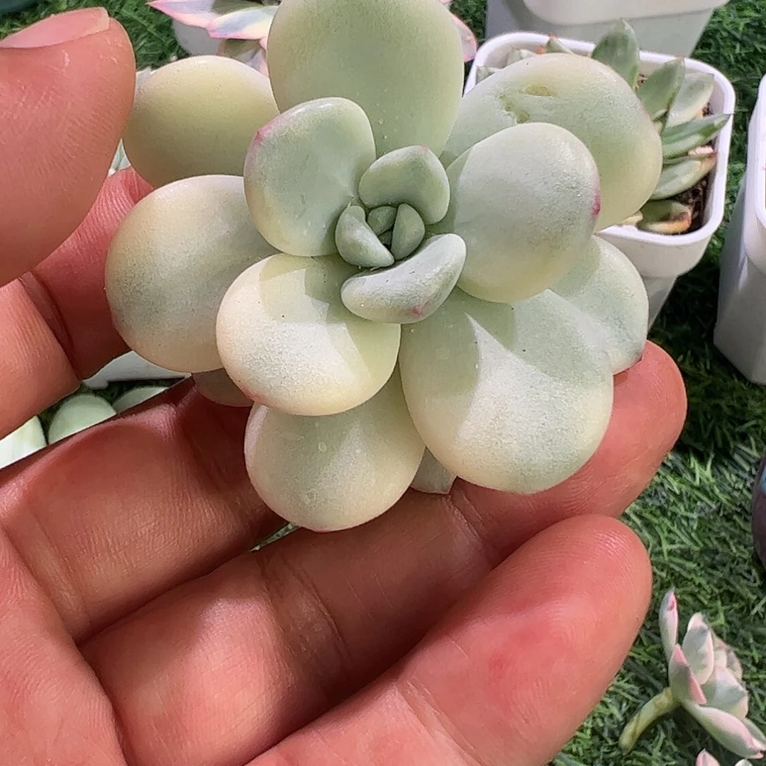 丫***丫多肉植物多肉植物